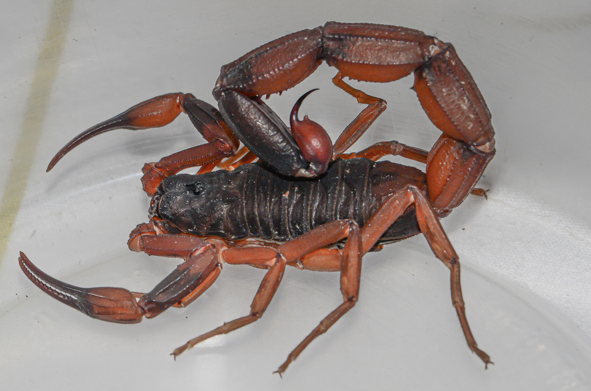 La Universidad de Panamá patenta antídoto único en América contra venenos de escorpiones