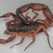 Thick-tailed Scorpions - Photo (c) Rafael M R Serra, some rights reserved (CC BY), uploaded by Rafael M R Serra