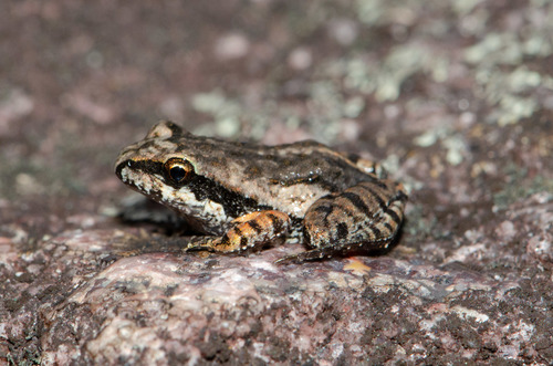 Rupirana cardosoi
