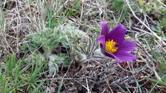 Pulsatilla rubra