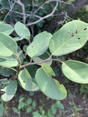 Pseudolachnostylis maprouneifolia