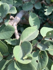 Pseudolachnostylis maprouneifolia