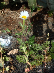 Glebionidinae