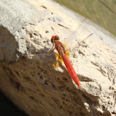 Crocothemis erythraea