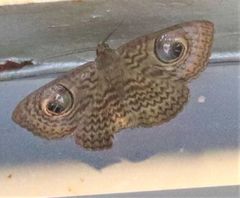 Calliodes pretiosissima