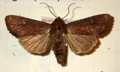 Apamea lateritia