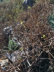 Pelargonium gibbosum