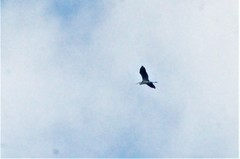 Ardea herodias