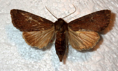 Apamea lateritia