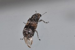 Dendropemon subfasciatus
