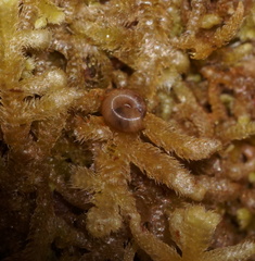 Gadoropa