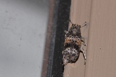 Dendropemon subfasciatus