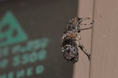 Dendropemon subfasciatus