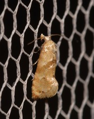 Eupoecilia acrographa