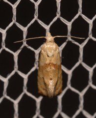 Eupoecilia acrographa