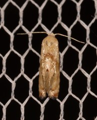 Eupoecilia acrographa