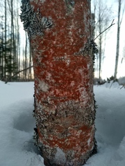 Trentepohlia umbrina