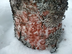 Trentepohlia umbrina