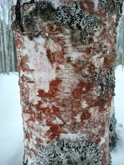 Trentepohlia umbrina