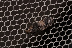 Dendropemon subfasciatus