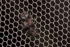 Dendropemon subfasciatus