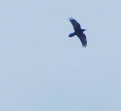 Corvus corax