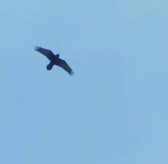 Corvus corax