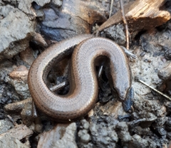 Hemiergis decresiensis