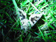 Clavipalpula aurariae