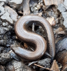 Hemiergis decresiensis