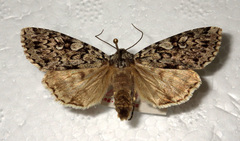 Xestia speciosa