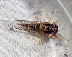 Palapsalta