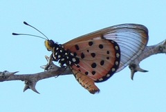 Acraea neobule