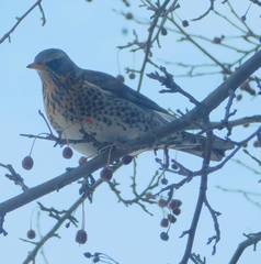 Turdus pilaris