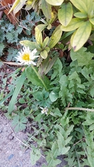 Taraxacum albidum