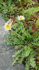 Taraxacum albidum