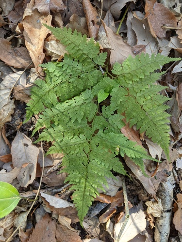 Leptorumohra miqueliana iNat (1)