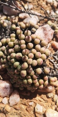 Conophytum meyeri