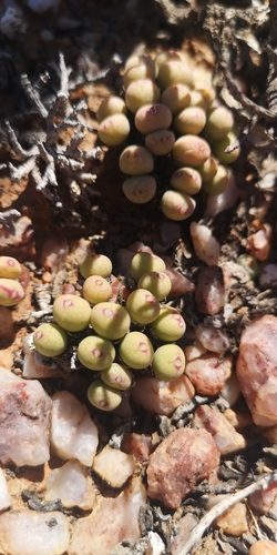 Conophytum meyeri