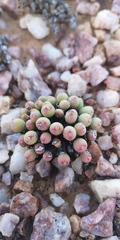 Conophytum meyeri