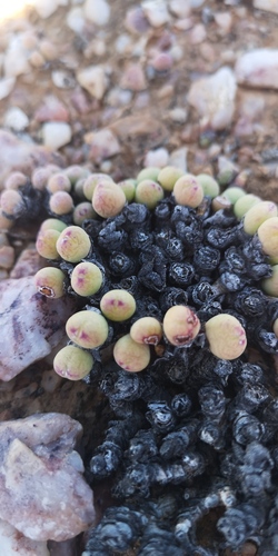 Conophytum meyeri