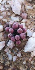 Conophytum meyeri
