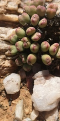 Conophytum bilobum