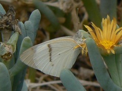 Colotis ione