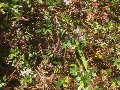 Apium prostratum prostratum