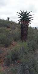 Aloe ferox