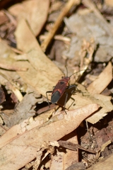Leptocoris mitellatus