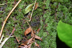 Scutigera linceci