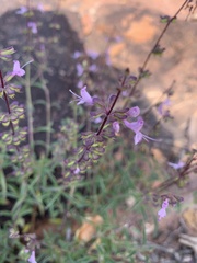 Syncolostemon canescens