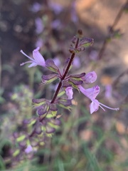 Syncolostemon canescens